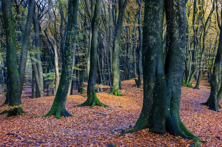 Herfst in het Bos