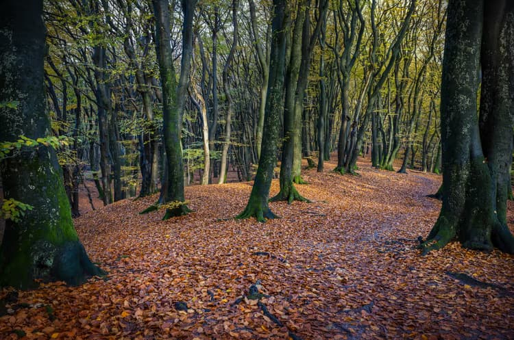 Herfst in het Bos