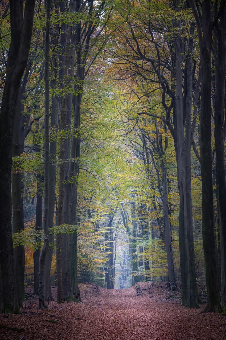 Herfstwandeling in het Bos