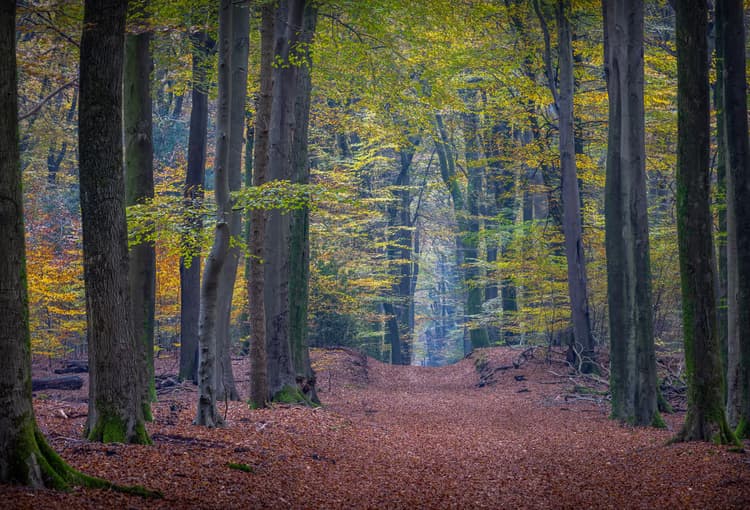 Herfst in het Bos
