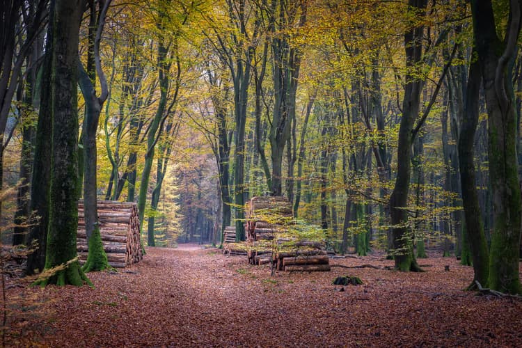 Herfst in het Bos