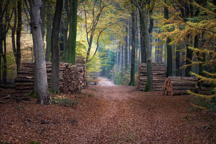 Herfst in het Bos