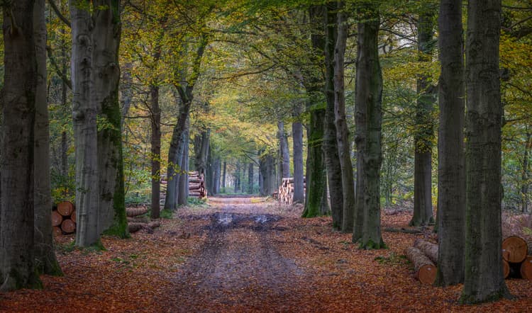 Herfst in het Bos