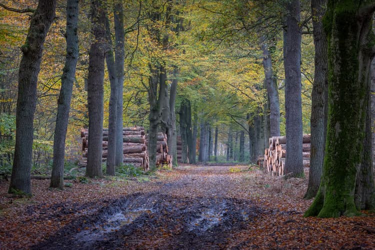 Herfst in het Bos