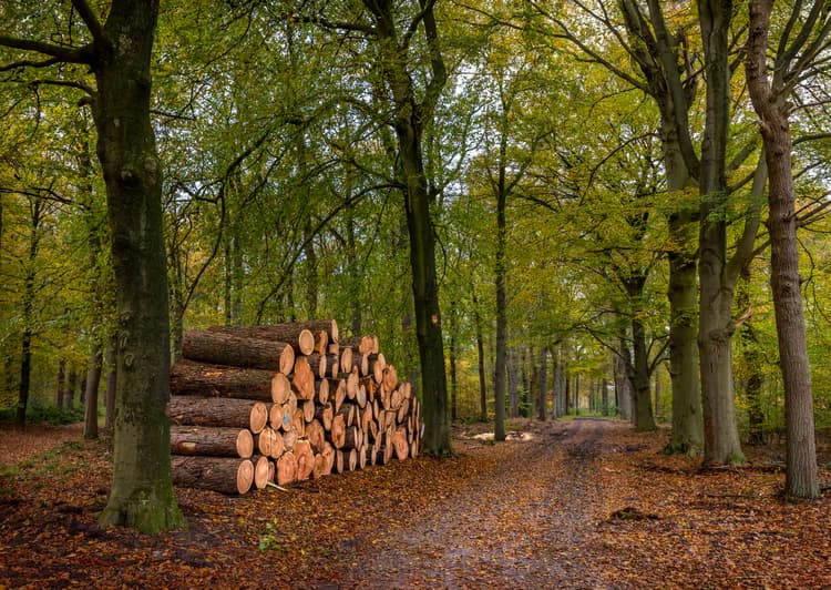 Houtstapel in het Bos