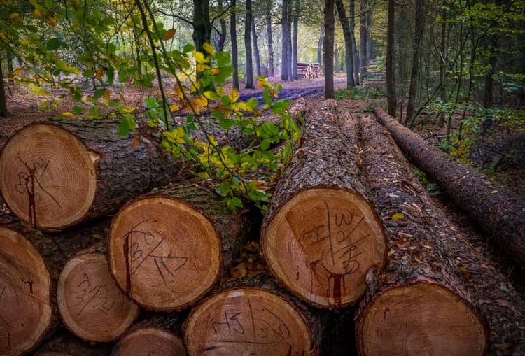 Houtstapeling in het Bos