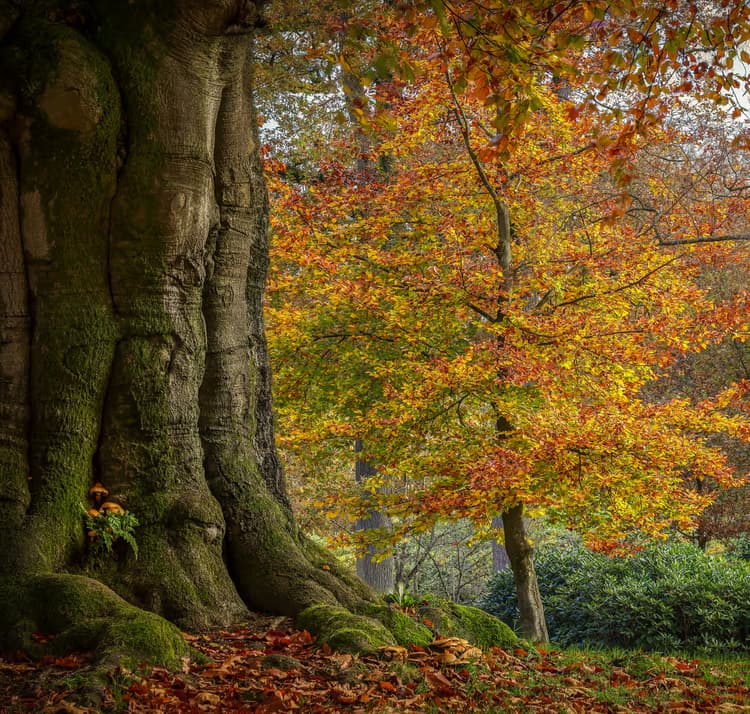 Herfstige Boom