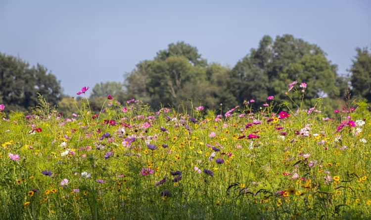 Kleurrijk Bloemenveld
