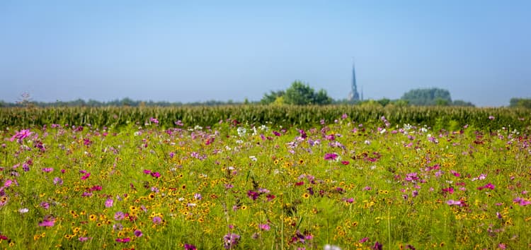 Bloemenveld in Zomer