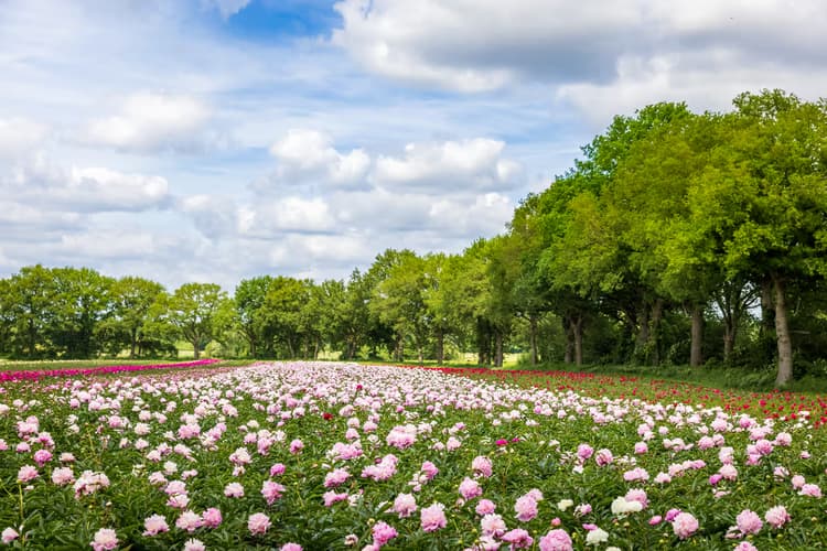 Bloemenveld in Lente