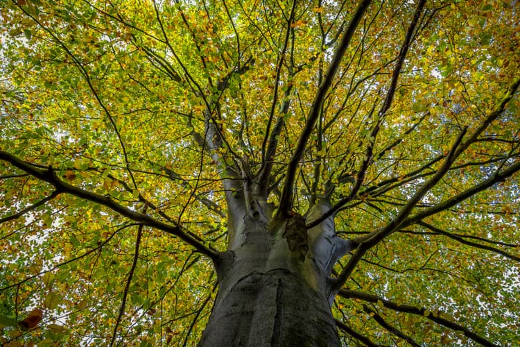 Kijk omhoog naar de boom