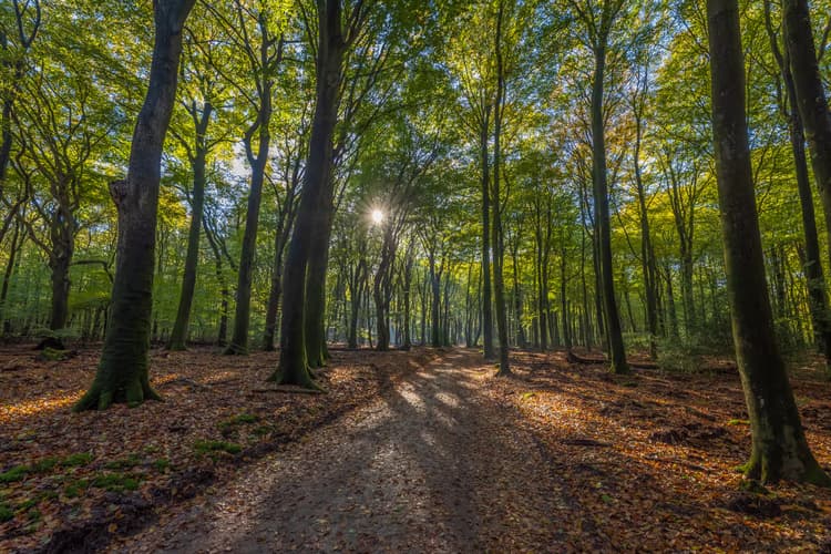 Zonnige Boswandeling