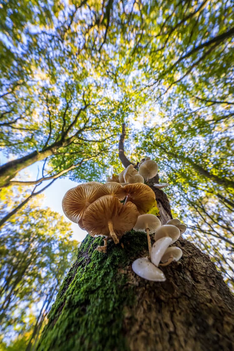 Paddenstoelen op Boom