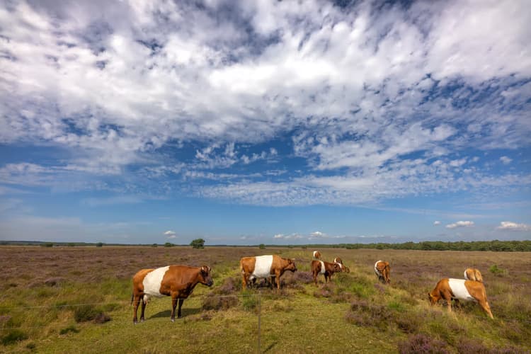 Koeien in het landschap