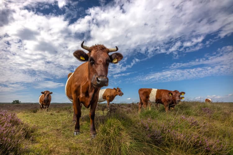 Koeien in het landschap