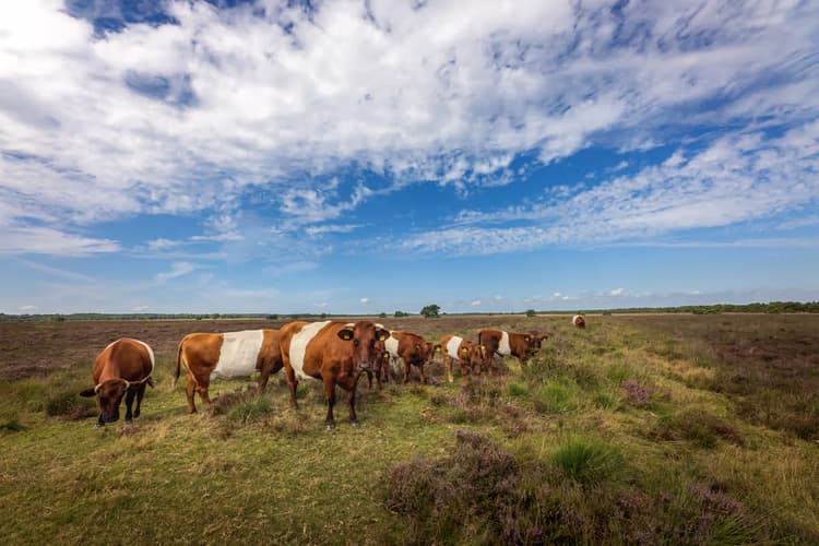 Koeien op de Heide
