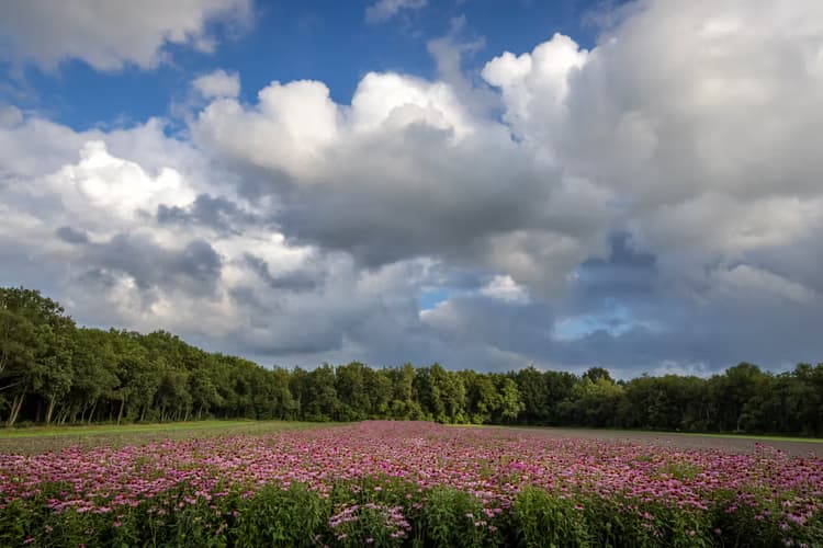 Bloemenveld onder Wolken