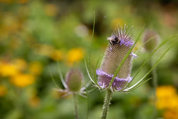 Bijen op Distelbloem
