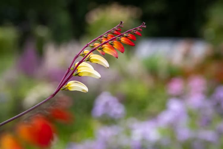 Kleurrijke Bloemstengel