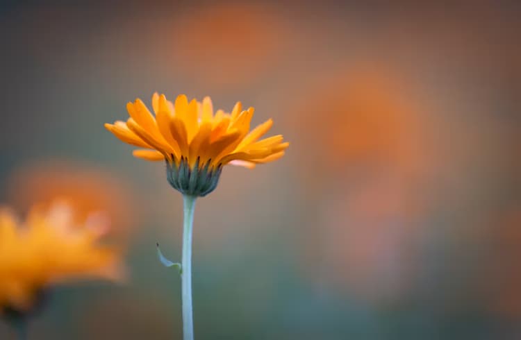 Stralende Gouden Bloem