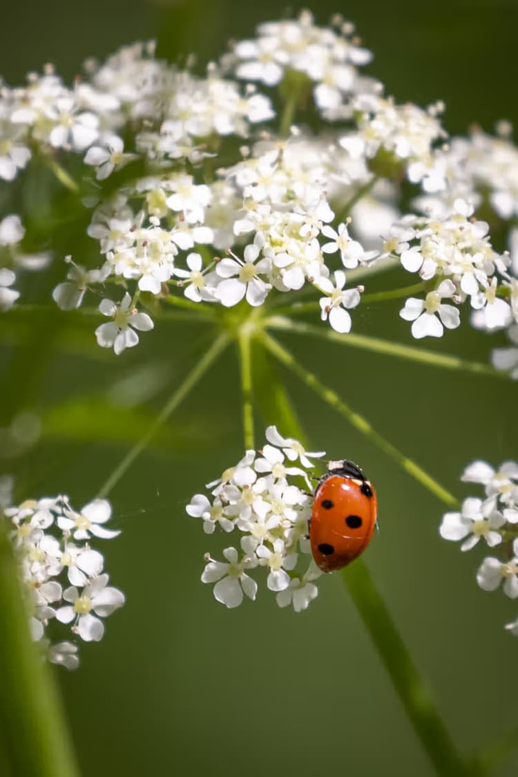 Lieveheersbeestje Bloem