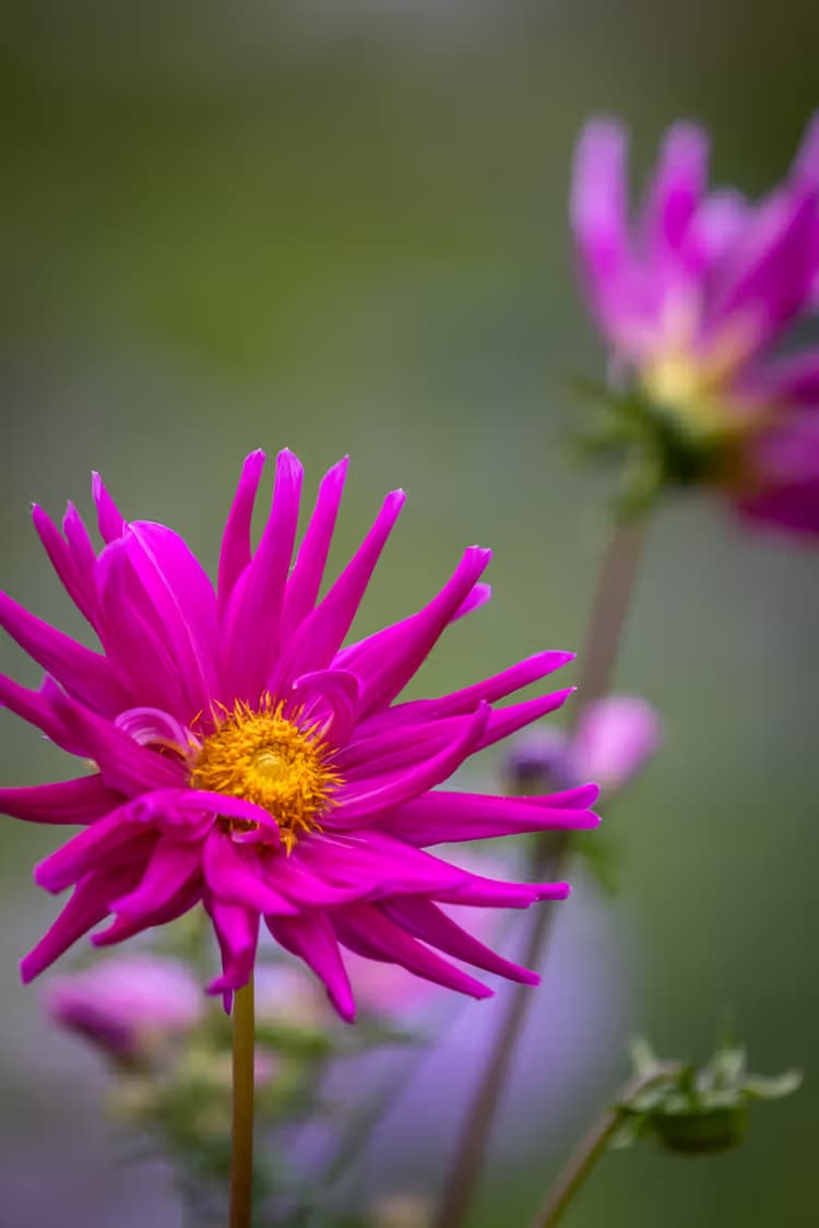 Prachtige Roze Bloem