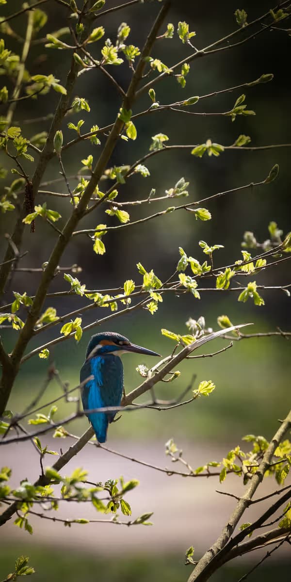 Koningvisser in de Lente