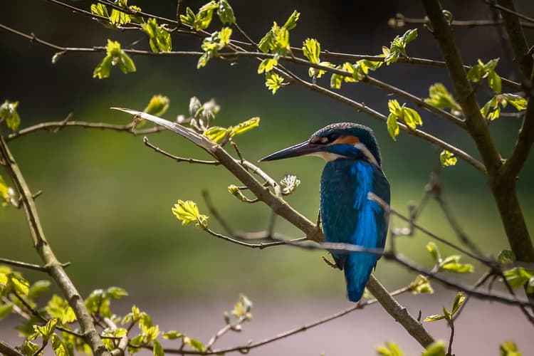 Koningseider in de Lente