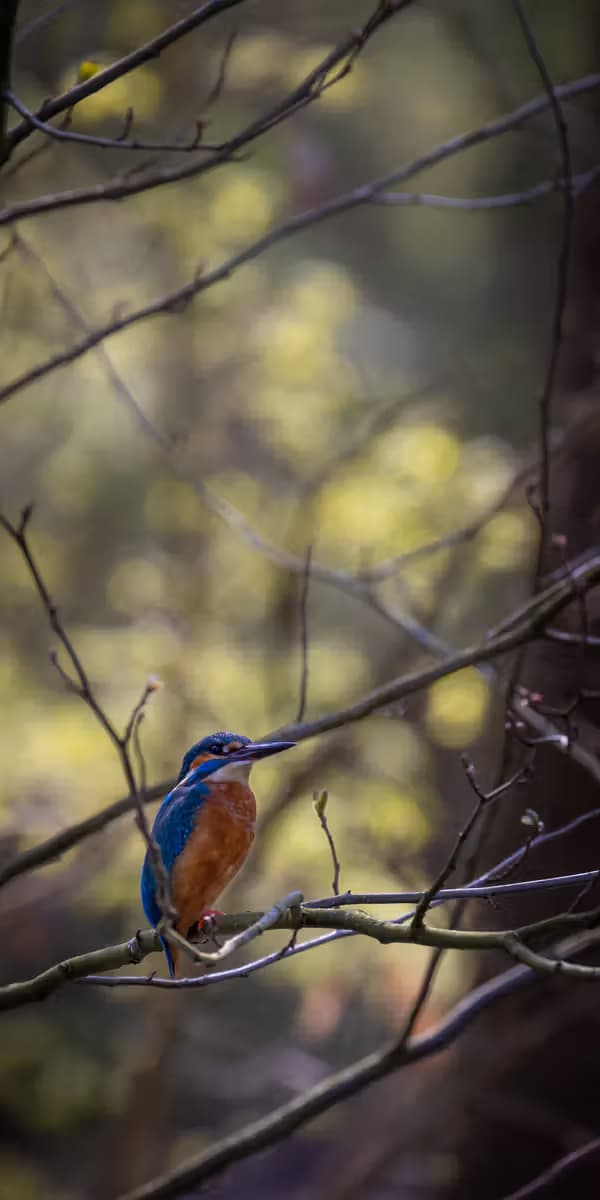 Koningvisser in de Natuur