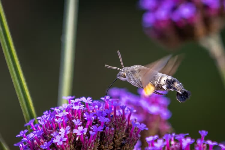 Hummingbird Moth