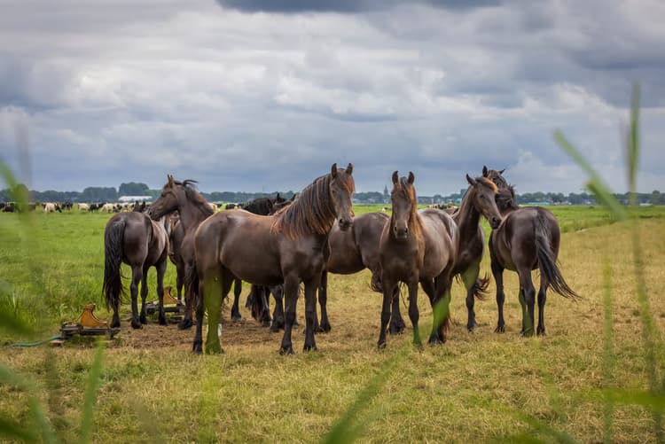 Groep Paarden in Weide