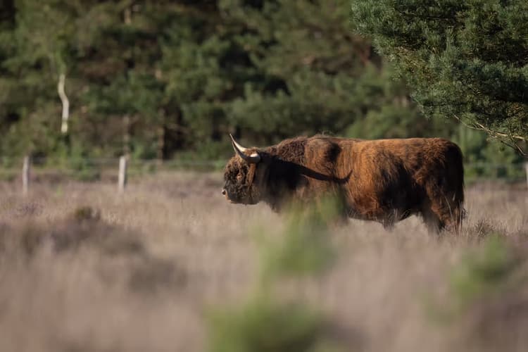 Hooglander in het veld