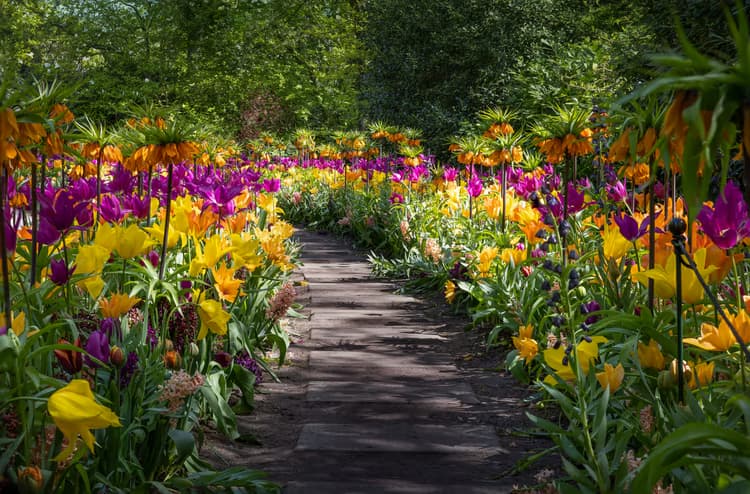 Kleurrijke Bloemenpaden
