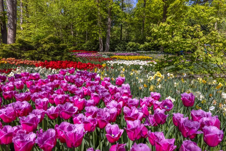 Kleurrijke Tulpenvelden