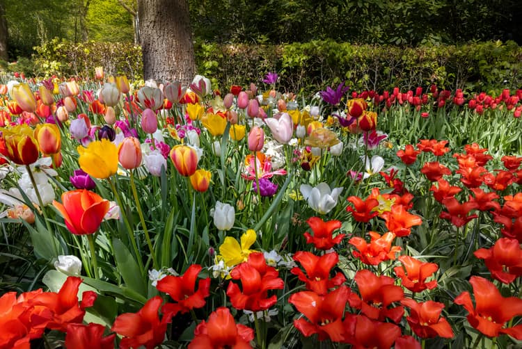 Kleurrijke Tulpenvelden