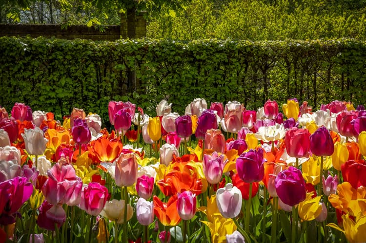 Kleurrijke Tulpenveld