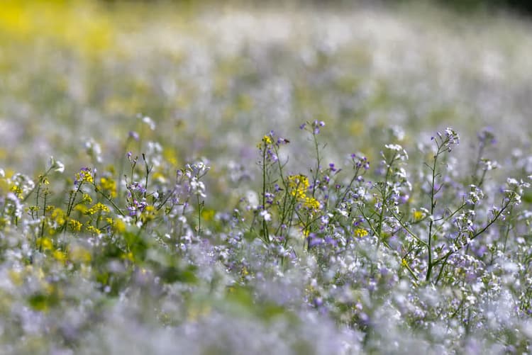 Kleurrijk Bloemenveld