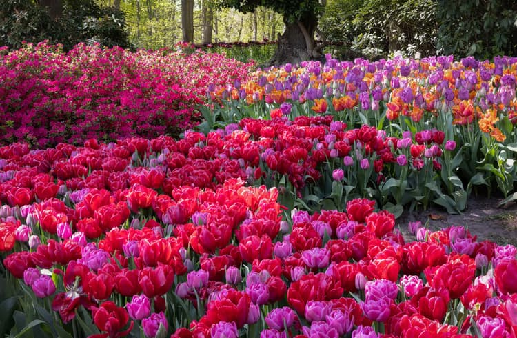 Kleurrijke Bloemenzee