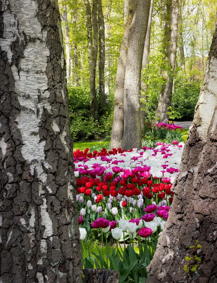 Tulpen in het Bos