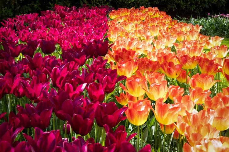 Kleurrijke Tulpenvelden