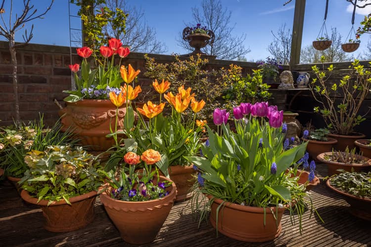 Kleurrijke Tuinpracht