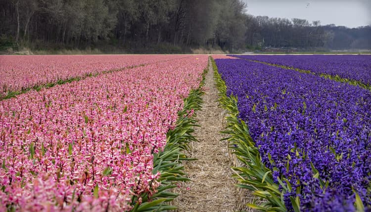Kleurrijke Bloemenvelden