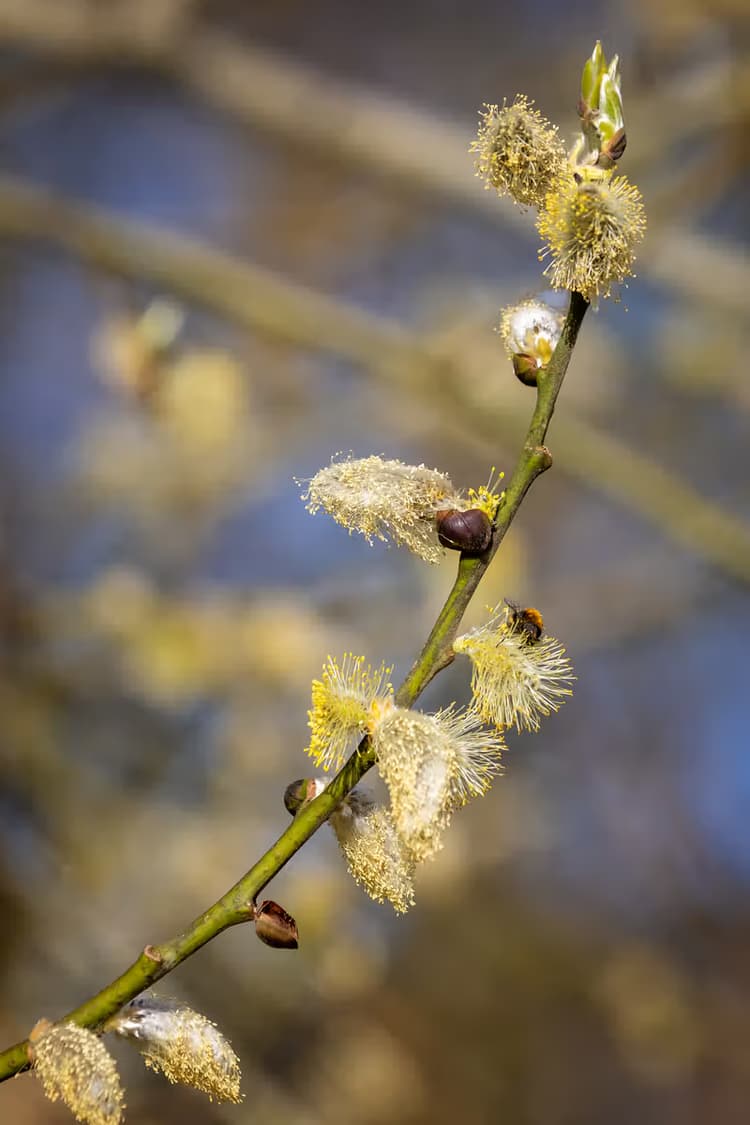 Bloeiende Wilgtak