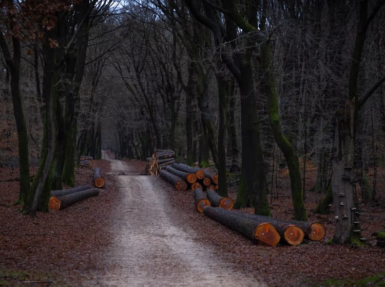 Bosweg met Houtstapels