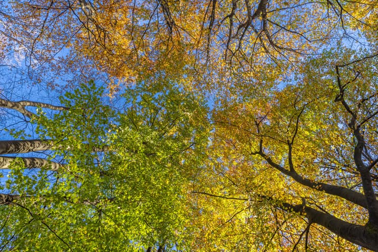 Kleurrijke Boomtoppen
