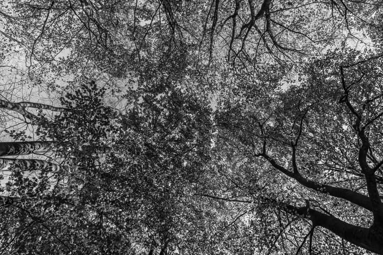 Bomen vanuit onderen