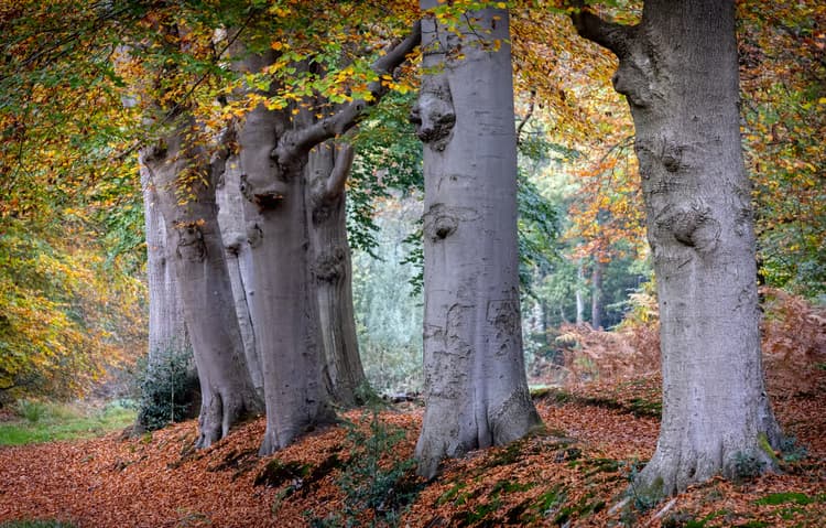 Herfst in het Bos