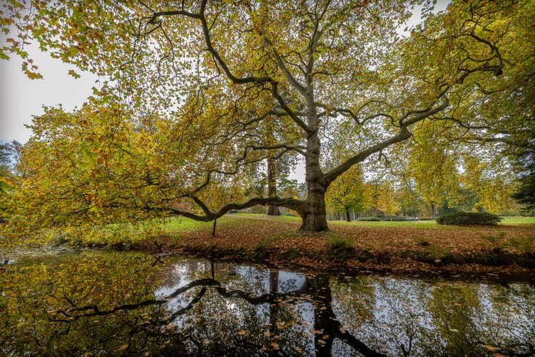 Herfst in het park