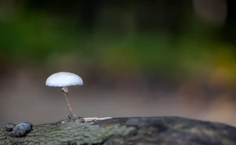 Eenzame Paddenstoel