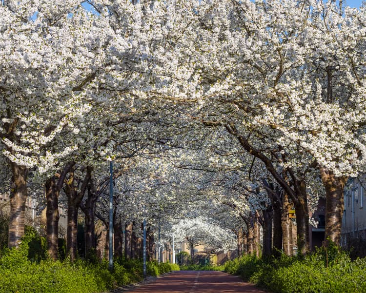 Bloesemstraat in Lente